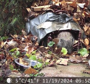 Igel in seinem Igel-Haus im Garten, Foto von Katharina Grass