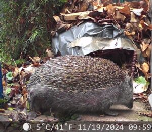 Igel neben seinem Igel-Haus im Garten, Foto von Katharina Grass