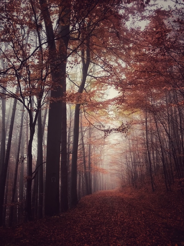 Foto aufgenommen und bearbeitet von Katharina Grass